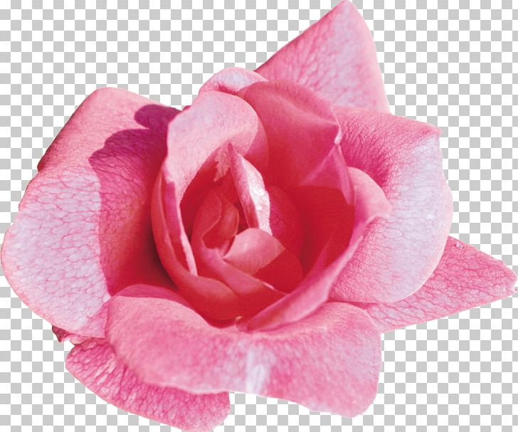 Light Rose Desktop Flower Pink PNG, Clipart, Color, Cut Flowers, Desktop Wallpaper, Floribunda, Flower Free PNG Download