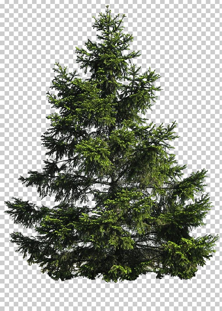 Pine Tree PNG, Clipart, Art, Bestoftheday, Biome, Branch, Christmas Decoration Free PNG Download