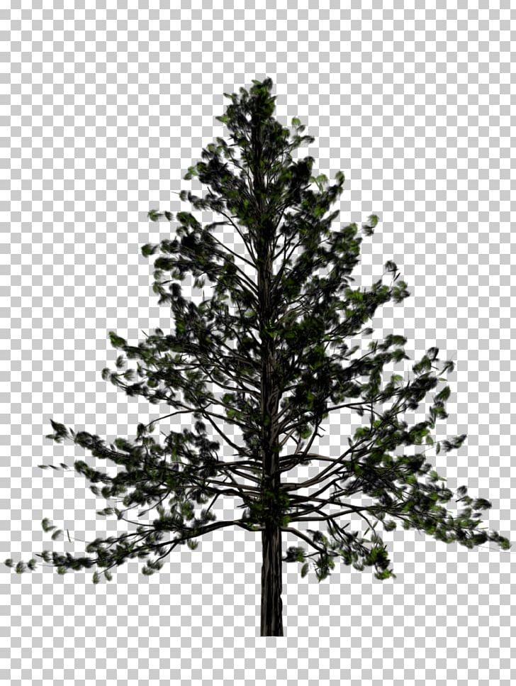 Tree Pine Fir Conifers PNG, Clipart, Alpha Compositing, Arecaceae, Black And White, Branch, Christmas Tree Free PNG Download