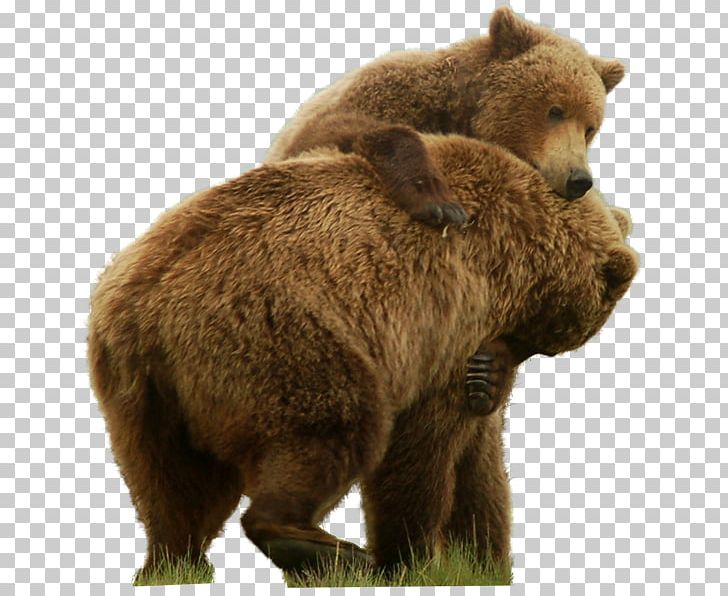 Brown Bear Polar Bear Grizzly Bear PNG, Clipart, Animals, Bear, Brown Bear, Carnivoran, Computer Icons Free PNG Download
