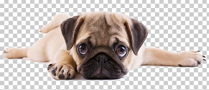 Doug The Pug Puppy Dog Breed Fawn PNG, Clipart, Breed, Bullmastiff, Carnivoran, Companion Dog, Cuteness Free PNG Download
