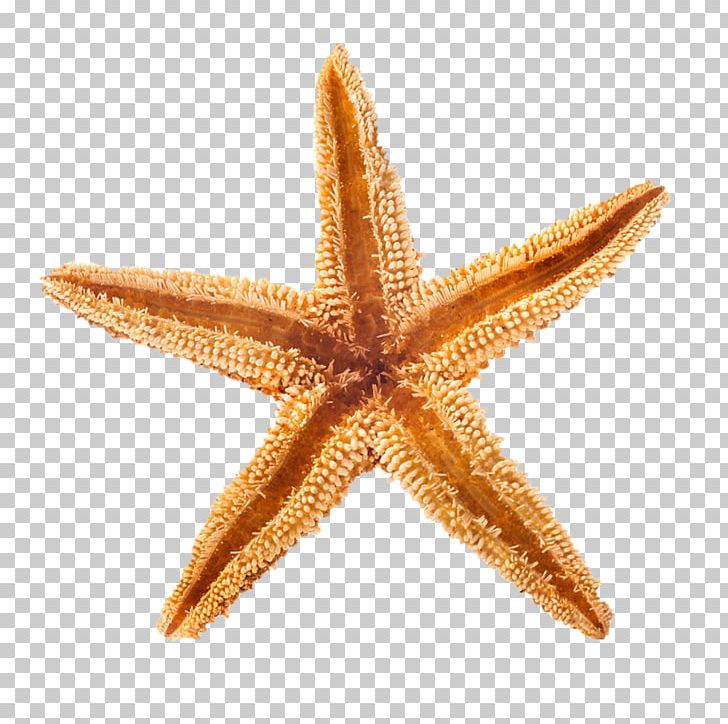 Starfish Playa De La Arena Beach Of La Concha Seashell PNG, Clipart, Animals, Beach, Beach Of La Concha, Echinoderm, Invertebrate Free PNG Download