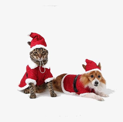 Dogs And Cats Over The Holiday PNG, Clipart, Cats Clipart, Christmas
