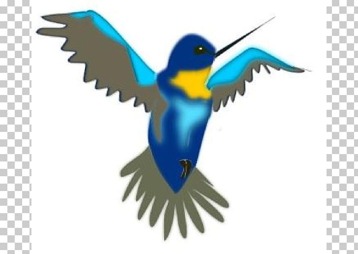 Hummingbird Drawing Cartoon PNG, Clipart, Art, Beak, Bird, Bluebird, Cartoon Free PNG Download