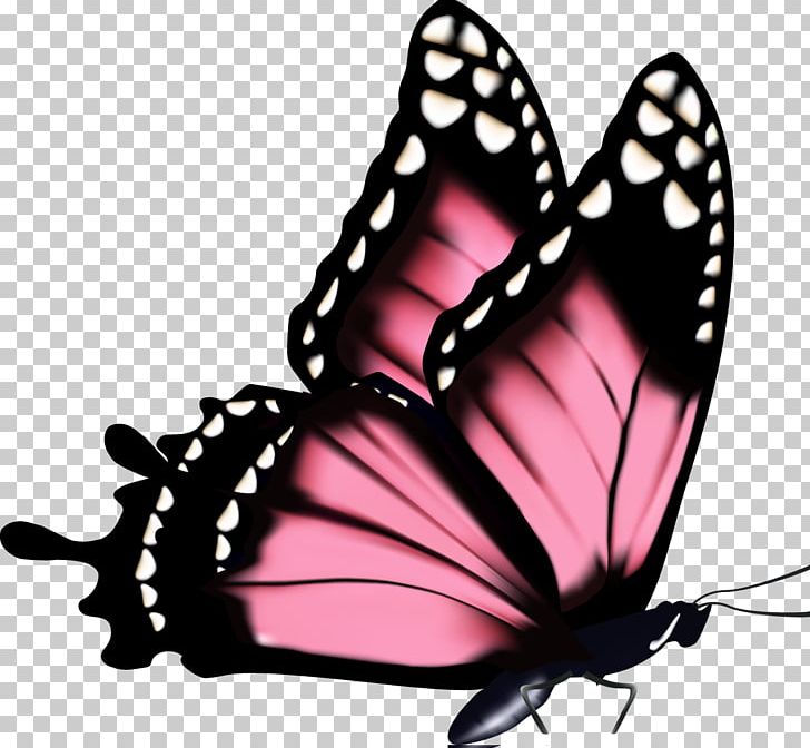 Magnolia Flower Drawing PNG, Clipart, Arthropod, Brush Footed Butterfly, Butterfly, Drawing, Encapsulated Postscript Free PNG Download