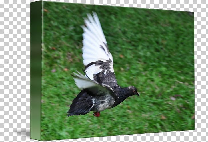 Duck Goose Feather Beak PNG, Clipart, Animals, Beak, Bird, Duck, Ducks Geese And Swans Free PNG Download