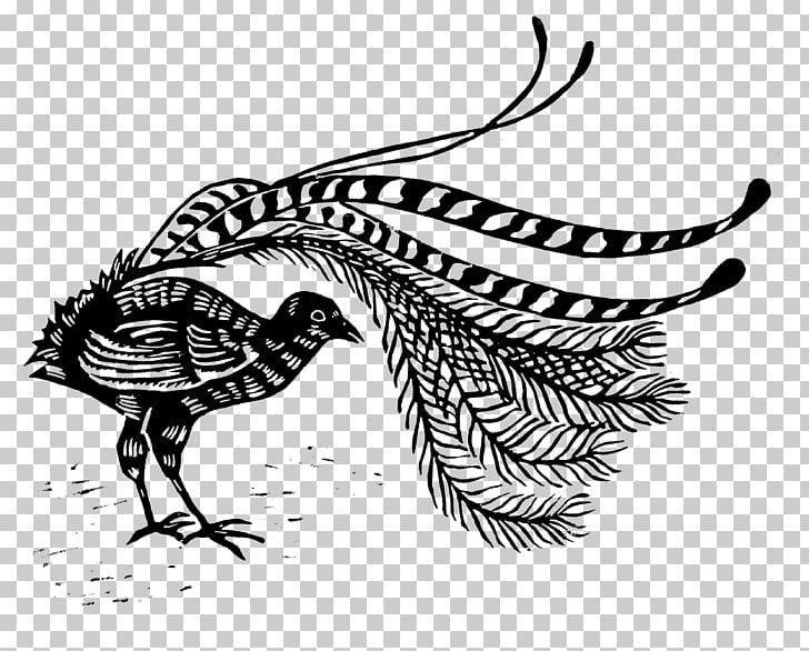 Lyrebird Line Art Beak Drawing PNG, Clipart, Art, Beak, Bird, Black And White, Complex Free PNG Download