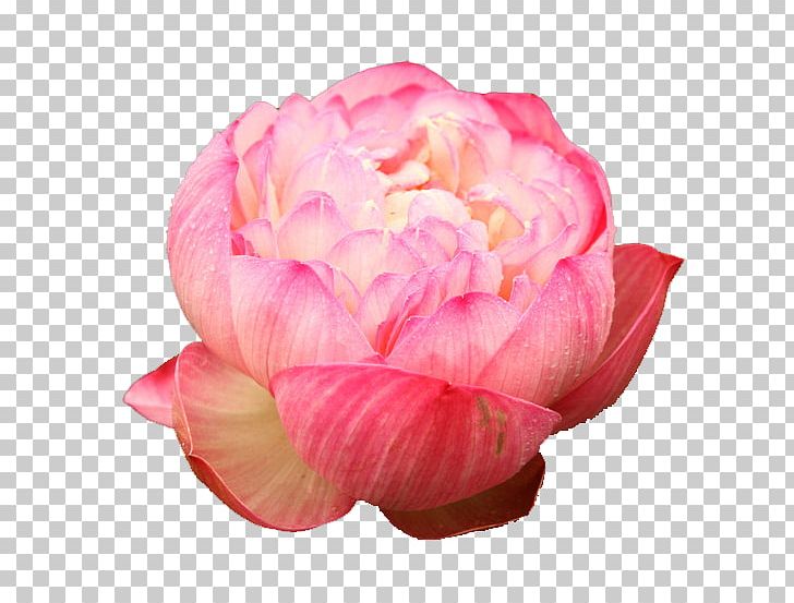 Nelumbo Nucifera Centifolia Roses U611bu84eeu8aaa PNG, Clipart, Adobe Illustrator, Encapsulated Postscript, Flower, Free Logo Design Template, Lotus Free PNG Download