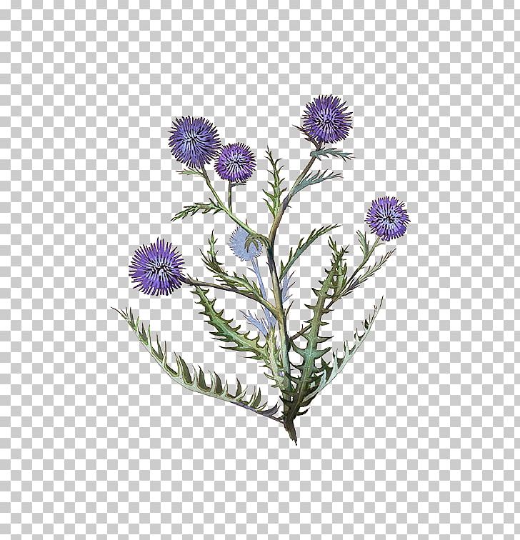 Plant Stem Thistle PNG, Clipart, Aster, Flower, Flowering Plant, Plant, Plant Stem Free PNG Download