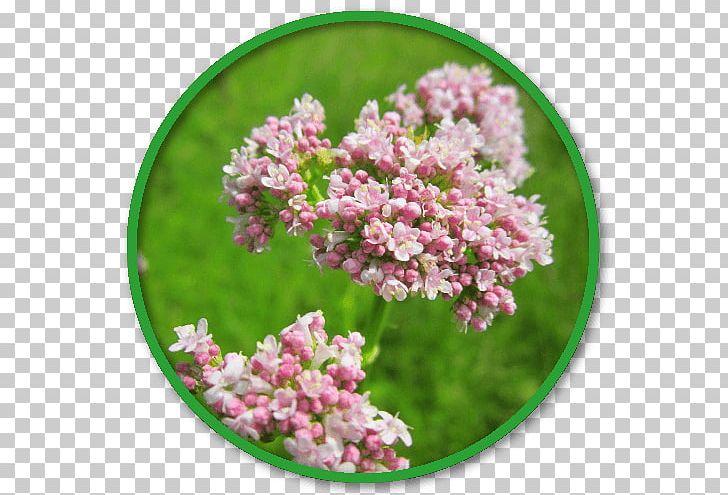 Valerian Extract Herb Medicinal Plants PNG, Clipart, Common Sage, Coneflower, Extract, Flower, Flowering Plant Free PNG Download