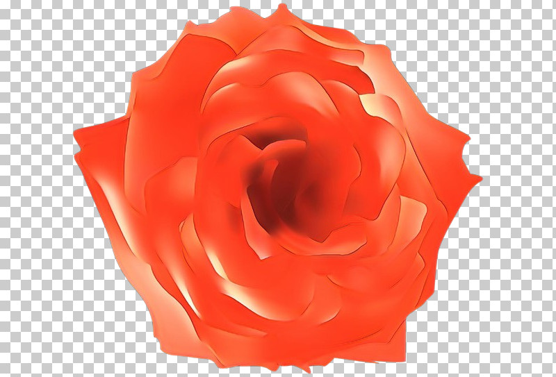 Garden Roses PNG, Clipart, Begonia, Closeup, Cut Flowers, Floribunda, Flower Free PNG Download