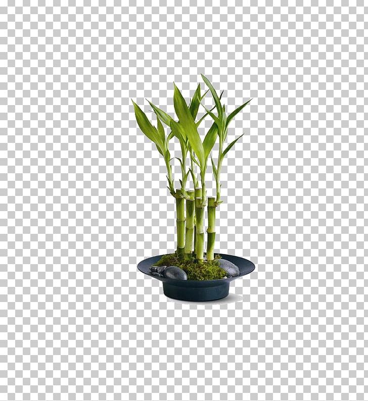 Lucky Bamboo Tropical Woody Bamboos Houseplant Garden PNG, Clipart, 3dmax, Arecaceae, Areca Palm, Bonsai, Container Garden Free PNG Download