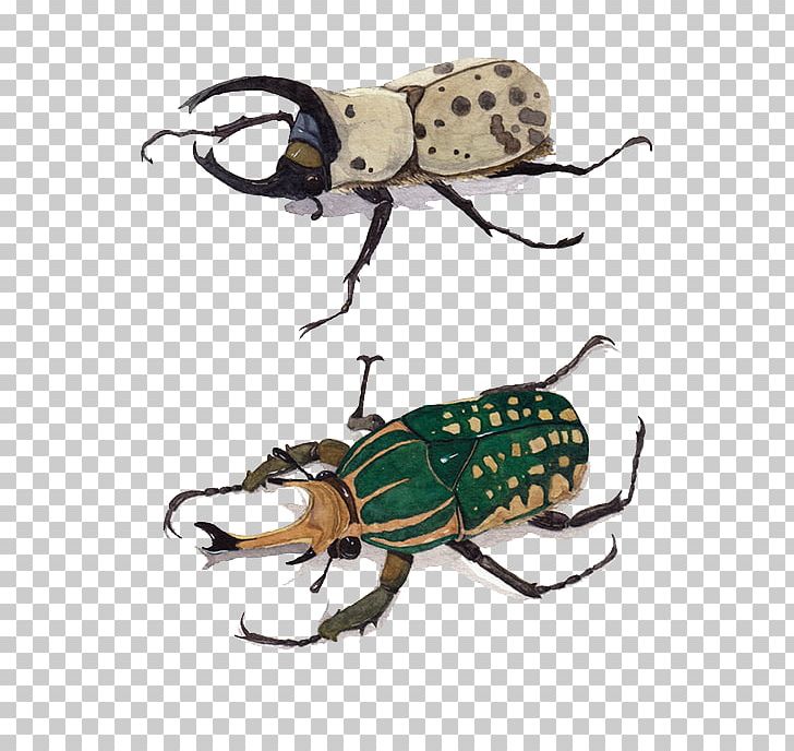 Beetle Euclidean PNG, Clipart, Animal, Animals, Arthropod, Beetles, Encapsulated Postscript Free PNG Download