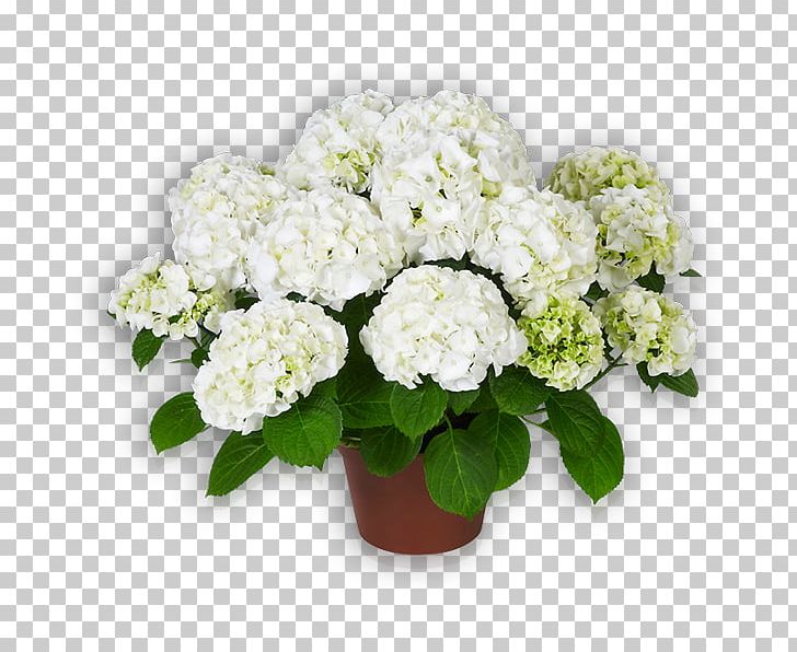 French Hydrangea Cut Flowers Floriculture PNG, Clipart, Annual Plant, Blue, Color, Cornales, Cut Flowers Free PNG Download