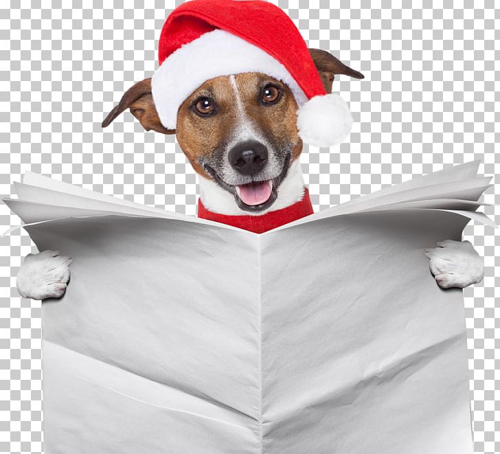 Jack Russell Terrier Dachshund Samoyed Dog Pet Sitting Santa Claus PNG, Clipart, Bac, Boxing Day, Canidae, Carnivoran, Christmas Free PNG Download