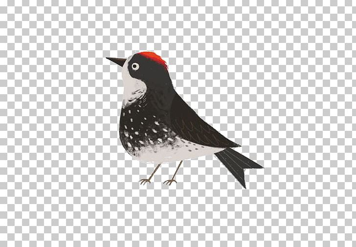 Bird Drawing Illustrator Illustration PNG, Clipart, Animals, Bird, Cartoon, Cartoon Arms, Cartoon Character Free PNG Download