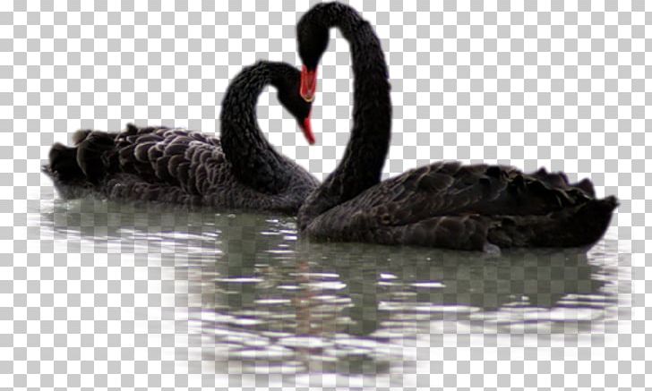 Black Swan PNG, Clipart, Beak, Black Swan, Ducks Geese And Swans, Others, Swan Free PNG Download