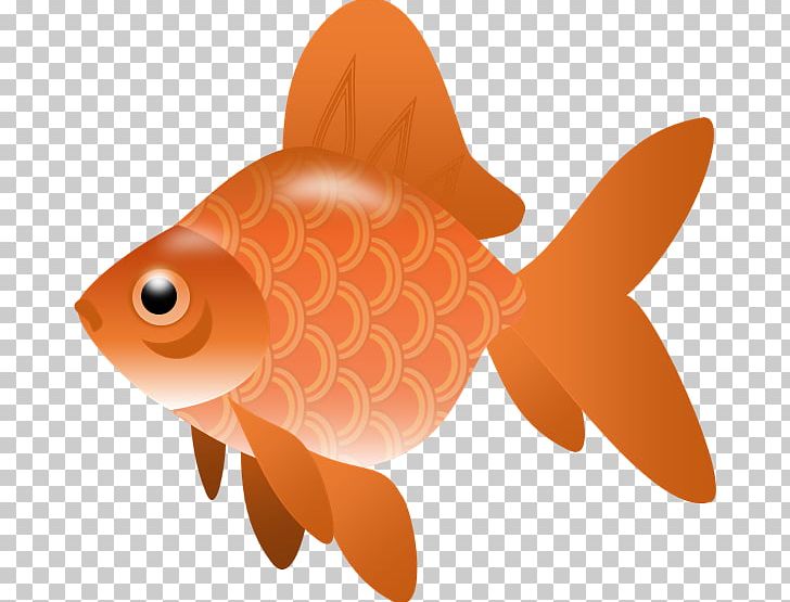 Fish PNG, Clipart, Bony Fish, Copyright, Fin, Fish, Fishing Free PNG Download