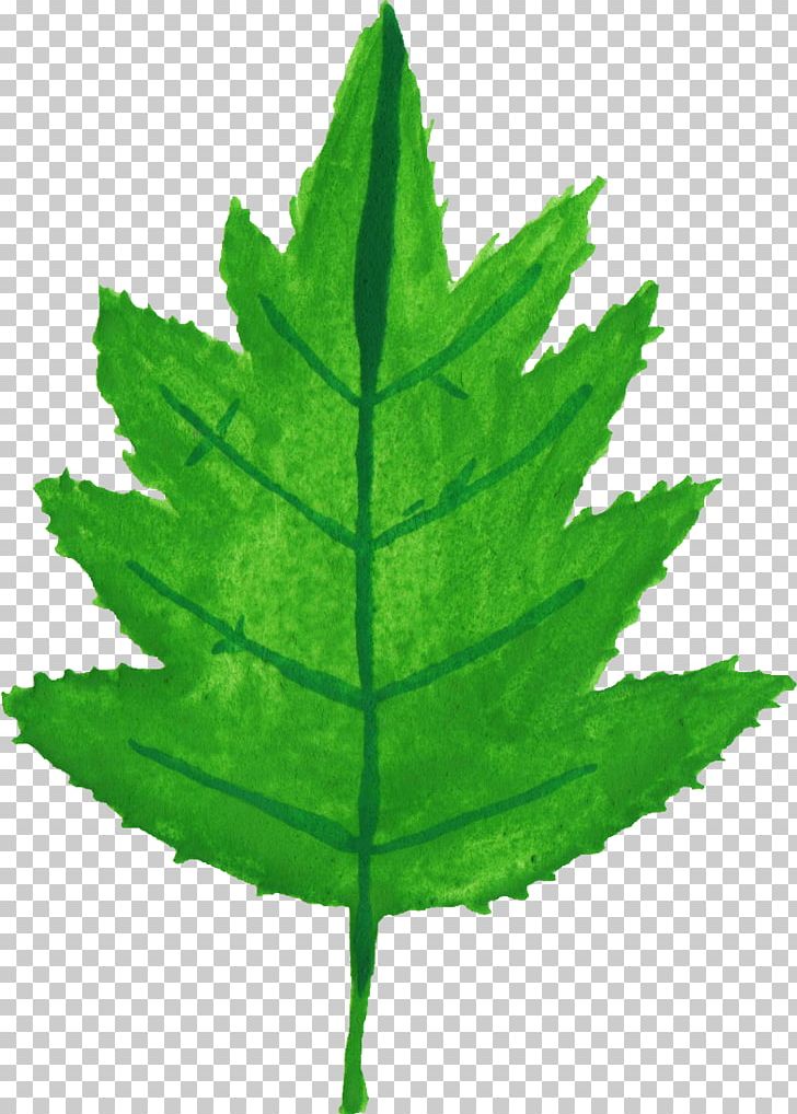 Leaf Watercolor Painting Plant Stem PNG, Clipart, Autumn, Autumn Leaf Color, Download, Google Search, Leaf Free PNG Download