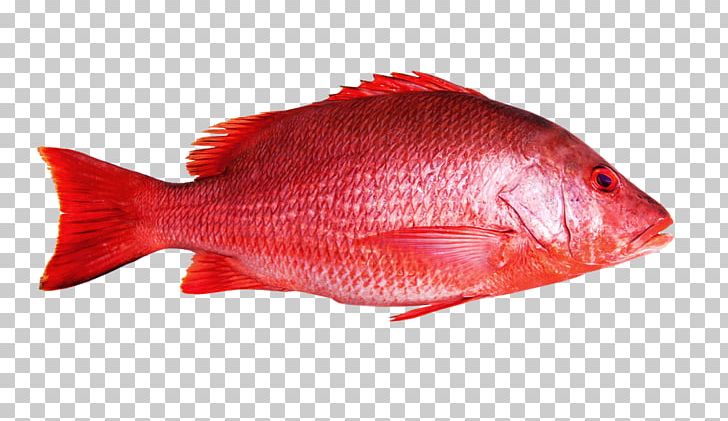 Northern Red Snapper Fish Maxima Seafood PNG, Clipart, Bluefish, Bony Fish, Cod, Fish, Fishery Free PNG Download