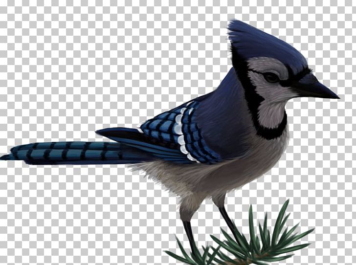 Jay Bird Drawing Beautiful Art - Cartoon Blue Jay Bird, HD Png Download -  600x600 PNG 