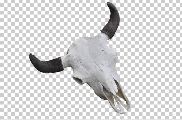 Cattle Skull Jeffrey Horn PNG, Clipart, Bone, Cattle, Fantasy, Hand, Horn Free PNG Download