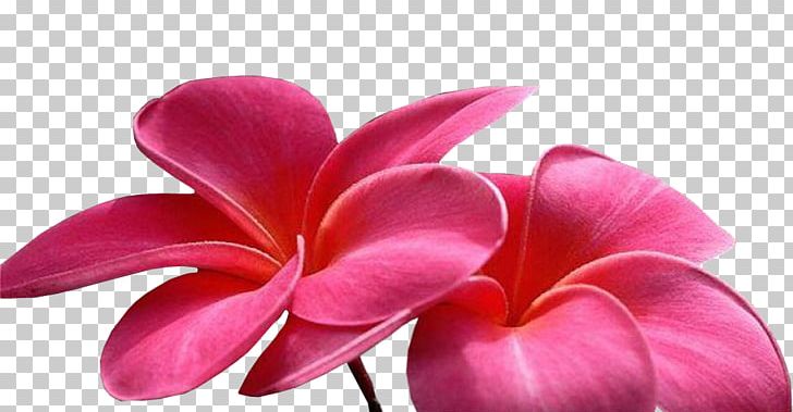 Flower Animated Film PNG, Clipart, Animated Film, Anime, Blossom, Closeup, Computer Animation Free PNG Download