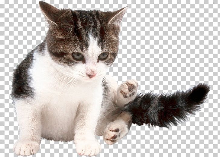 Kitten American Wirehair European Shorthair Aegean Cat Domestic Short-haired Cat PNG, Clipart, Animals, Carnivoran, Cat, Cat Like Mammal, Digital Image Free PNG Download