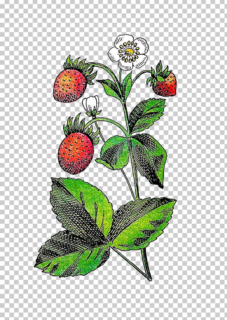 Strawberry Flower Fruit Plant PNG, Clipart, Berries, Berry, Botanical Illustration, Botany, Clip Art Free PNG Download