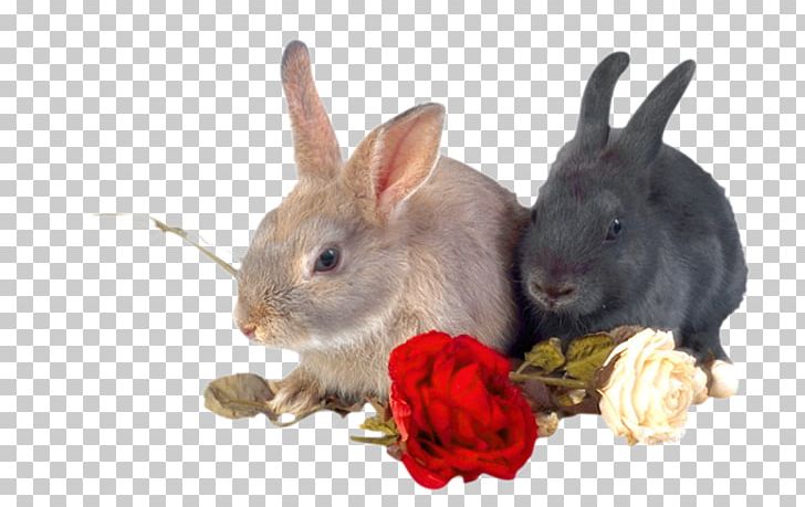 White Rabbit Animal Rose PNG, Clipart, Animal, Animals, Cute, Cute Rabbit, Domestic Rabbit Free PNG Download