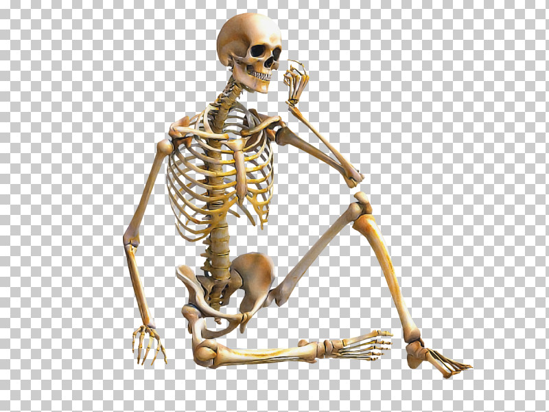 Human Body Skeleton Appendicular Skeleton Axial Skeleton Joint PNG, Clipart, Anatomical Model, Appendicular Skeleton, Axial Skeleton, Bone Tissue, Human Free PNG Download