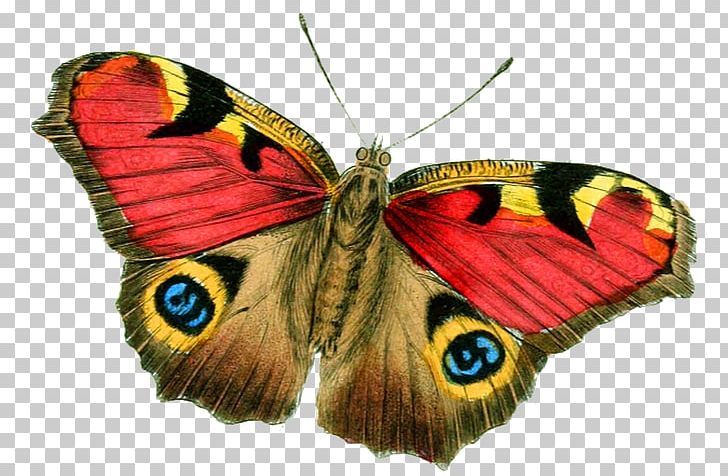Butterfly Inachis Io Brush-footed Butterflies Large Blue PNG, Clipart, Arthropod, Brush Footed Butterfly, Butterfly, Colias, Insect Free PNG Download