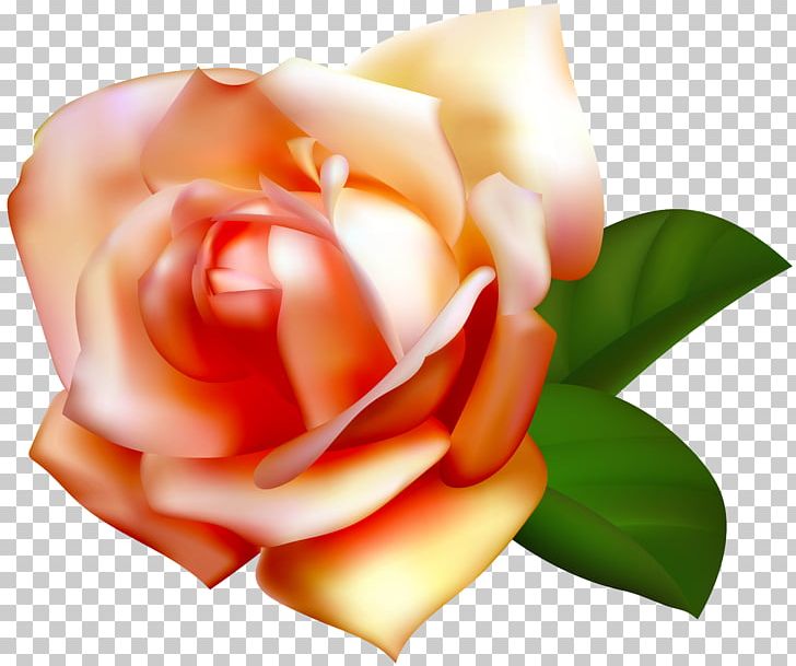 File Formats Lossless Compression PNG, Clipart, Beach Rose, Bitmap, Closeup, Computer Wallpaper, Cut Flowers Free PNG Download