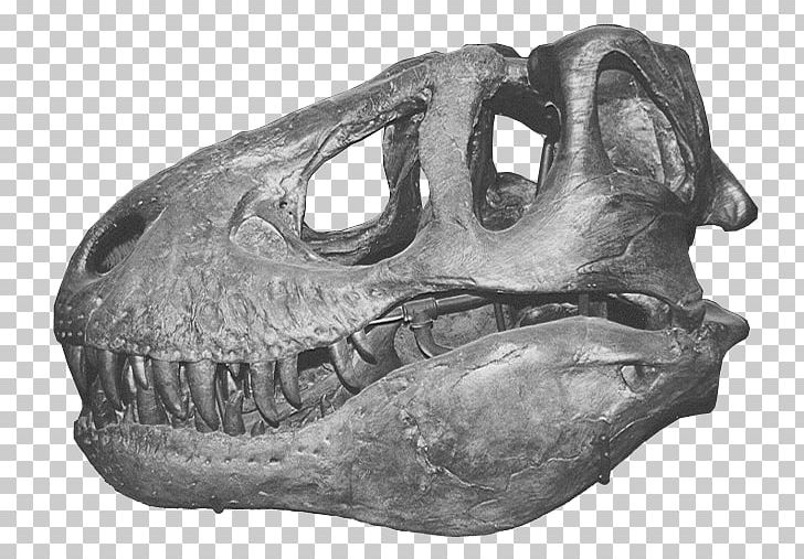 Tyrannosaurus Skull Triceratops Allosaurus Dinosaur PNG, Clipart, Allosaurus, Black And White, Bone, Cretaceous, Dinosaur Free PNG Download