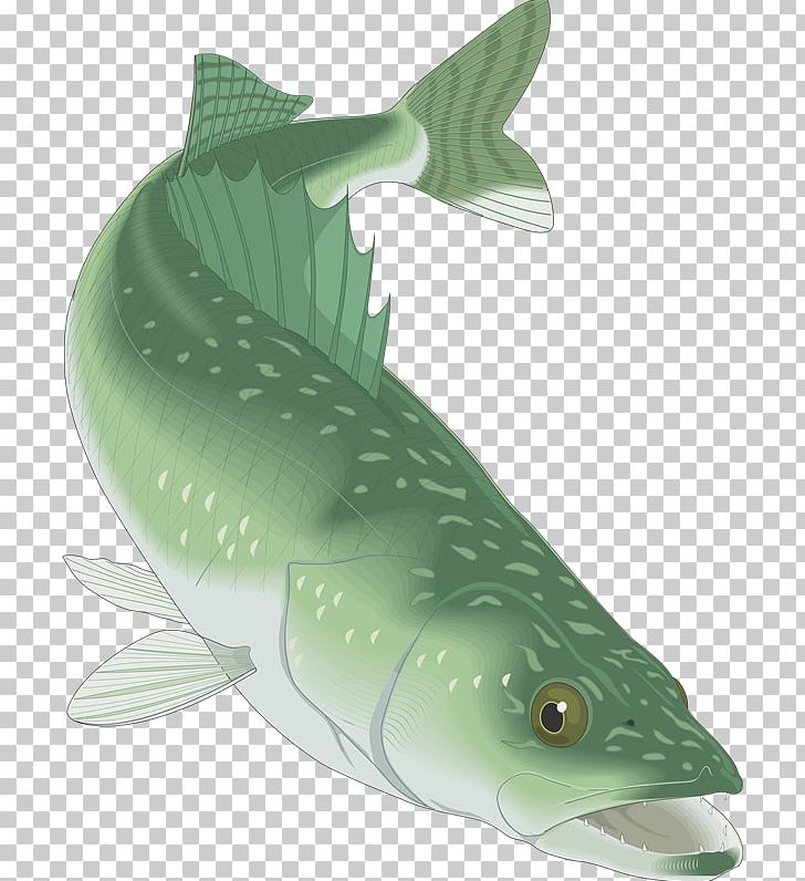 Walleye PNG, Clipart, Bony Fish, Catfish, Clip Art, Computer Icons, Download Free PNG Download