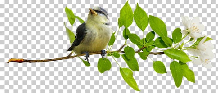 Bird Owl Cygnini PNG, Clipart, Animals, Beak, Bird, Branch, Computer Icons Free PNG Download