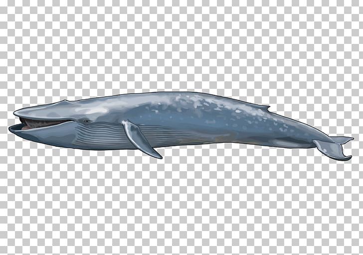 Blue Whale Balaenidae Maine Coon Marine Mammal PNG, Clipart, Animal, Animals, Balaenidae, Baleen Whale, Blue Whale Free PNG Download