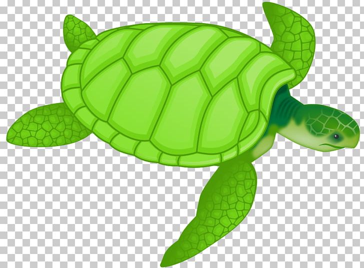 Green Sea Turtle Drawing PNG, Clipart, Animal, Cartoon, Clipart, Clip Art, Cuteness Free PNG Download