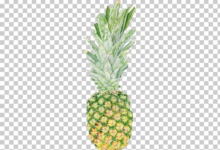 Pixf1a Colada Pineapple Quotation McCoy Memorial Nursing Center Food PNG, Clipart, Barbed, Botanical Illustration, Bromeliaceae, Color, Food Free PNG Download