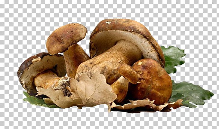 Poznajemy Grzyby Fungus Mushroom Auglis Shiitake PNG, Clipart, Auglis, Berry, Boletus Edulis, Cep, Edible Mushroom Free PNG Download
