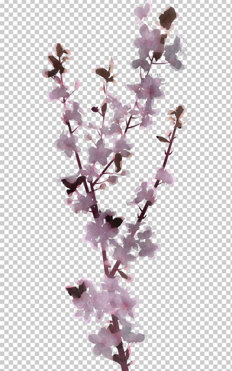 Cherry Blossom PNG, Clipart, Biology, Cherry, Cherry Blossom, Flower, Lavender Free PNG Download
