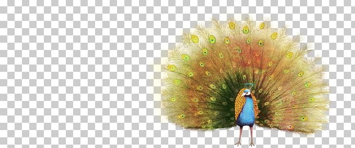 Peafowl Animal Illustration PNG, Clipart, Animal, Animals, Chinoiserie, Computer Wallpaper, Download Free PNG Download