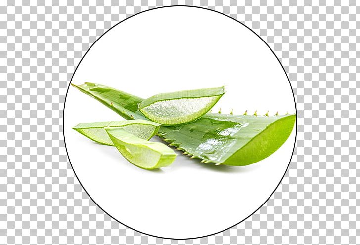 Aloe Vera Leaf Gel Skin Plant PNG, Clipart, Aloe, Aloe Vera, Anal Bleaching, Burn, Extract Free PNG Download