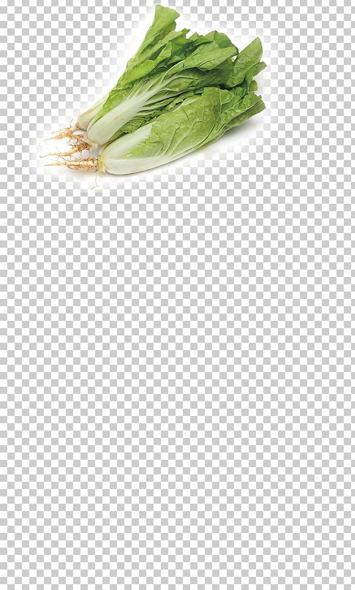 Brassica Juncea Bok Choy Vegetable Chinese Cabbage PNG, Clipart, Bok Choy, Brassica Juncea, Cabbage, Celery, Chin Free PNG Download