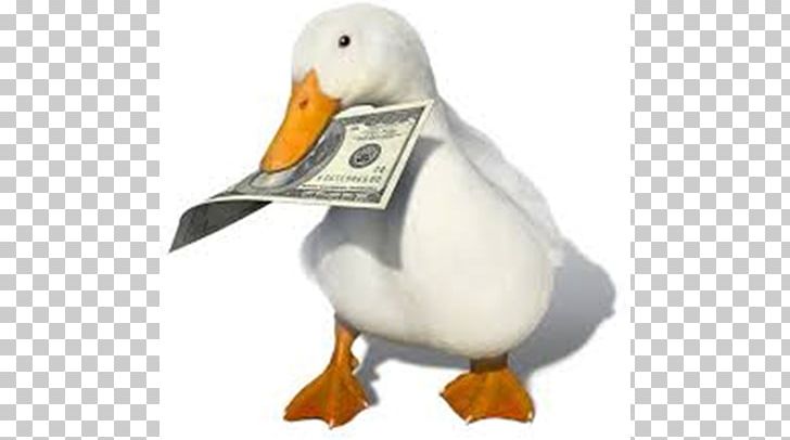 Mandarin Duck Money YouTube Animal PNG, Clipart, Animal, Animals, Beak, Bird, Buy Free PNG Download