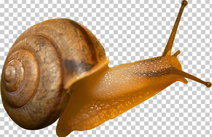 Snail Desktop Computer Icons PNG, Clipart, Animals, Computer Icons, Desktop Wallpaper, Digital Image, Display Resolution Free PNG Download