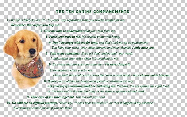 Golden Retriever Puppy Dog Breed Companion Dog PNG, Clipart, 2018, Animal, Animals, Breed, Carnivoran Free PNG Download