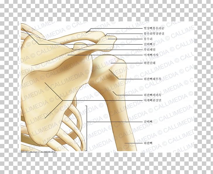 Shoulder Joint Anatomy Bone Scapula PNG, Clipart, Abdomen, Anatomy, Angle, Anterior Shoulder, Arm Free PNG Download
