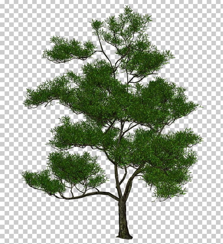 Tree 3D Computer Graphics Natural Environment Photography PNG, Clipart, 3d Computer Graphics, Branch, Grass, Leaf, Mangifera Indica Free PNG Download