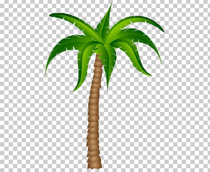 Arecaceae Tree PNG, Clipart, Arecaceae, Arecales, Coconut, Date Palm, Desktop Wallpaper Free PNG Download